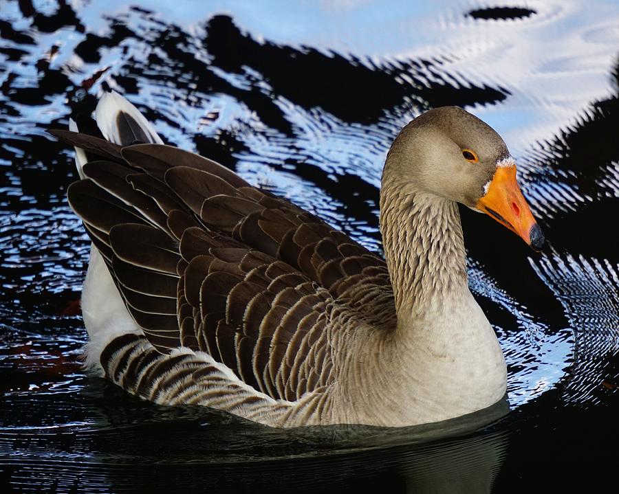 Greater White-Fronted Goose Photograph by Brett Harvey