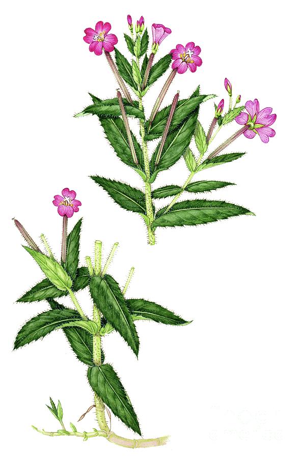 Greater Willowherb (epilobium Hirsutum) Photograph by Lizzie Harper ...