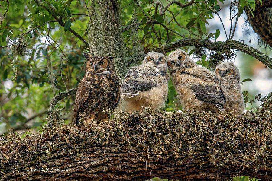 Greathorned Owl triplets Photograph by Judy Rogero