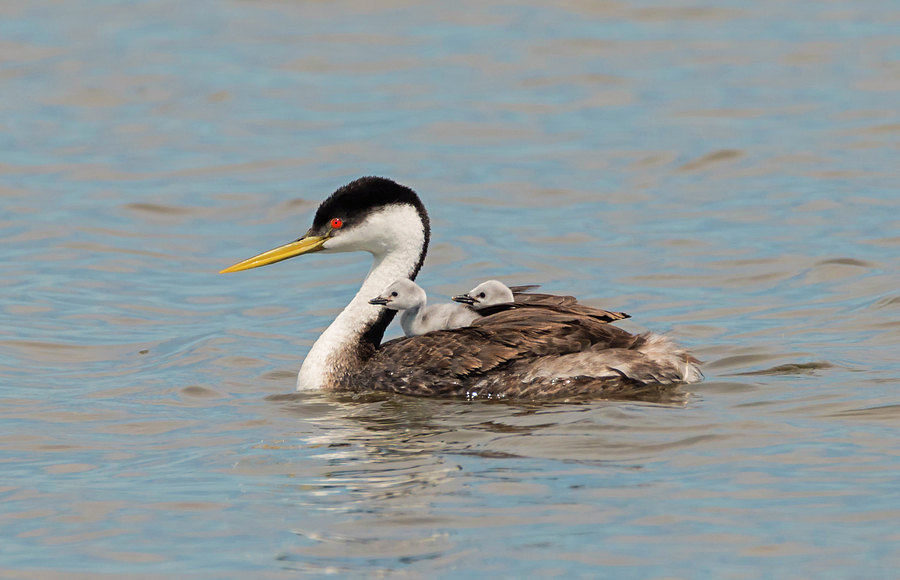 Grebe Family Outing Photograph by Loree Johnson