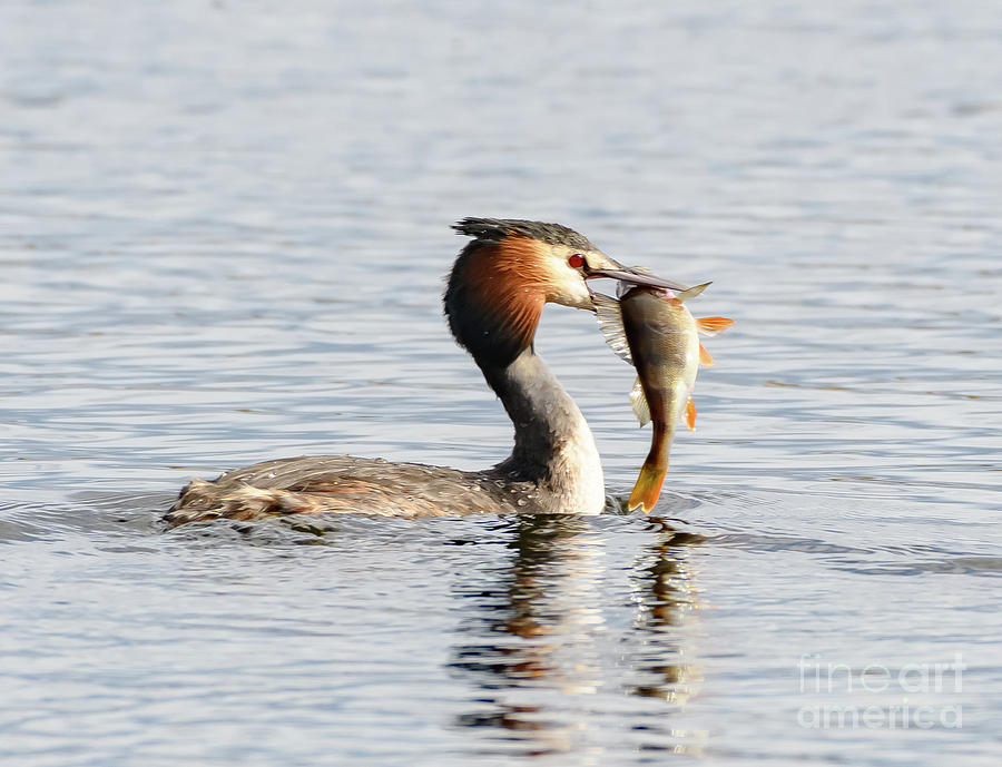 Grebe with fish Photograph by Colin Rayner