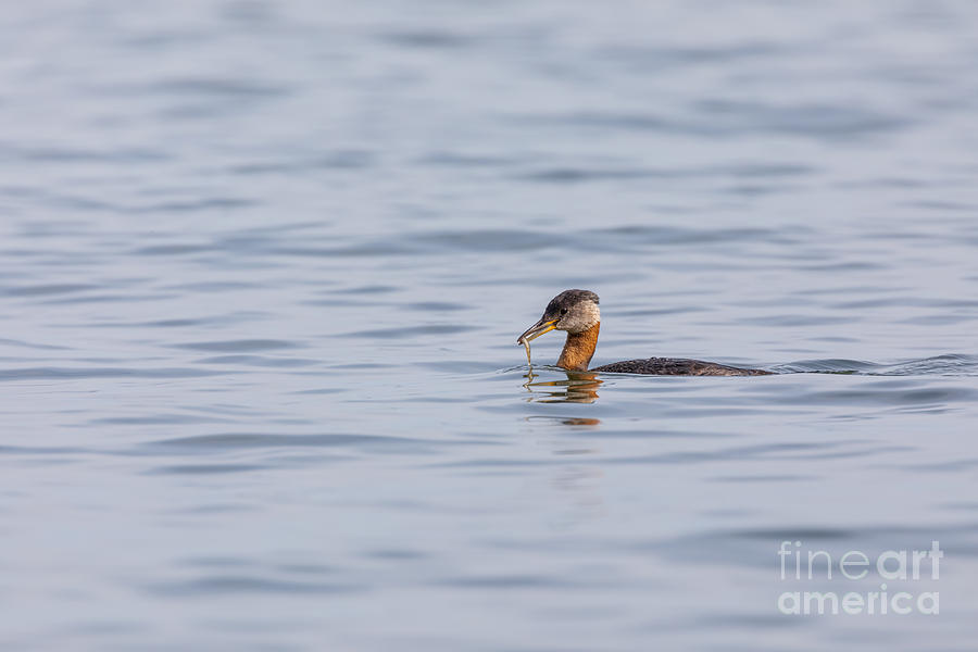 Fish Photograph - Grebes Catch by Alma Danison