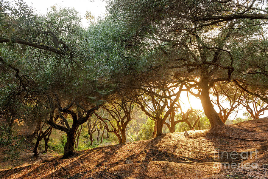 Greece, Corfu, Olive Orchard At Sunset Photograph by Westend61