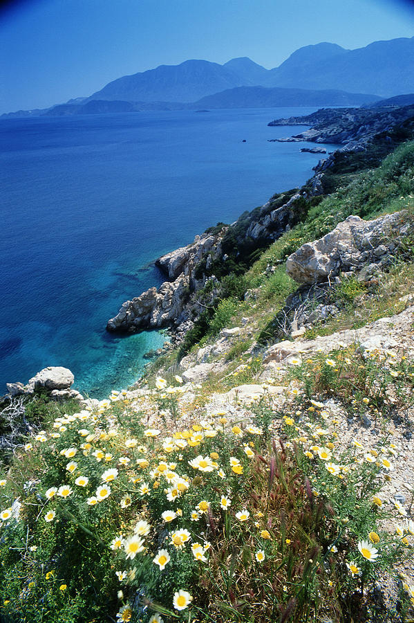 Greece, Crete, Wild Flowers On Cliff Photograph by Peter Adams