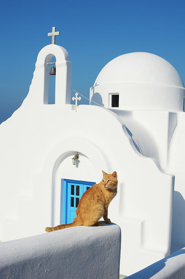 Greece, Cyclades, Mykonos, Street Cat Photograph by Tuul & Bruno Morandi