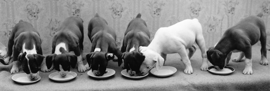 Greedy Pup Photograph by Fred Morley