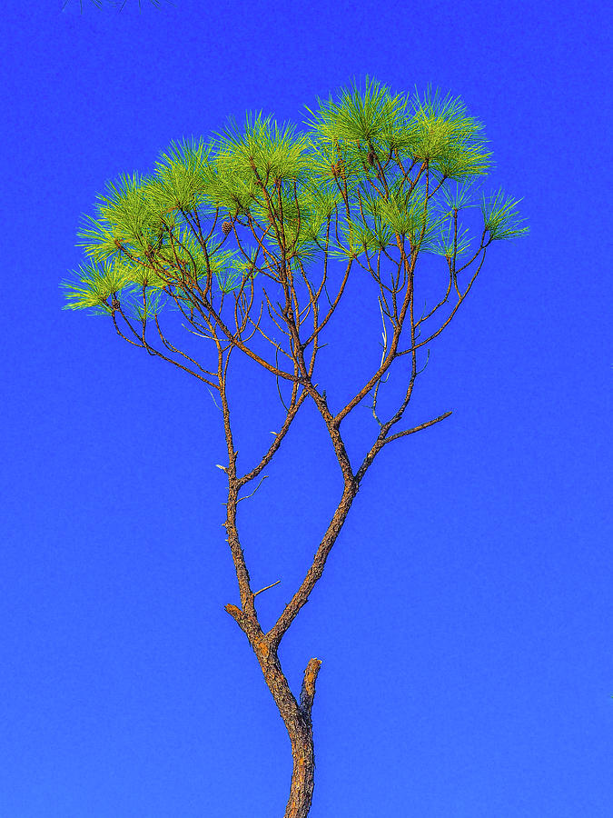 Green Tree Against Blue Sky Photograph