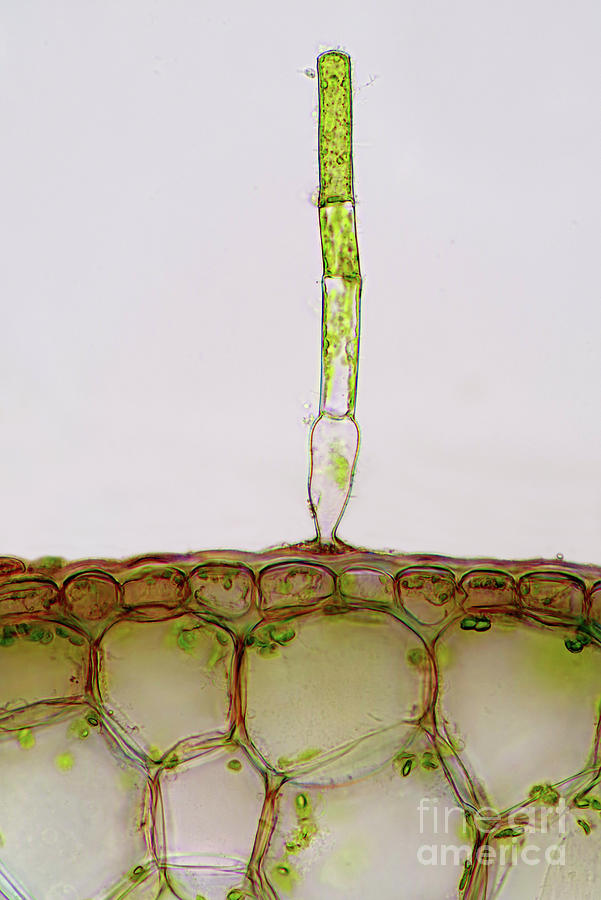 Green Alga Photograph by Marek Mis/science Photo Library