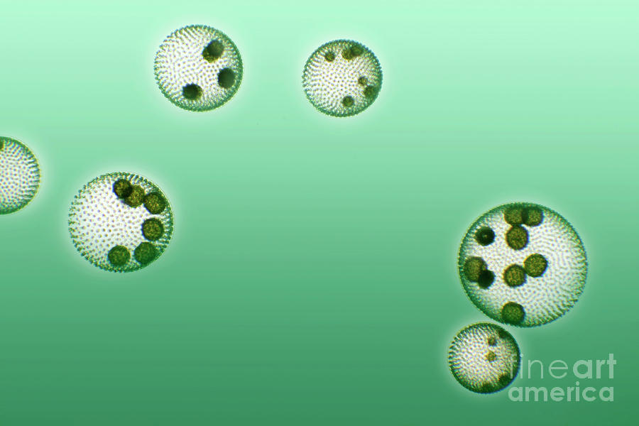Green Algae Colonies Photograph by Dr Keith Wheeler/science Photo Library
