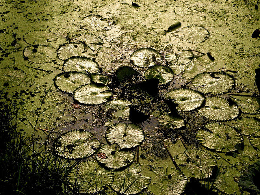Spring Photograph - Green algae duckweed in the park by Hung Chin Liu