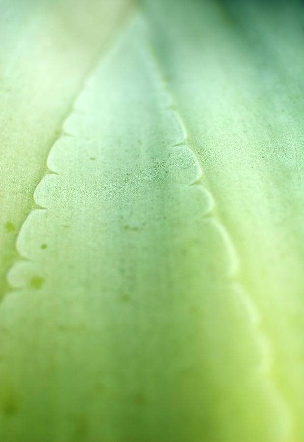 Green Aloe Vera Cactus Close Up Photograph by Peter Starman