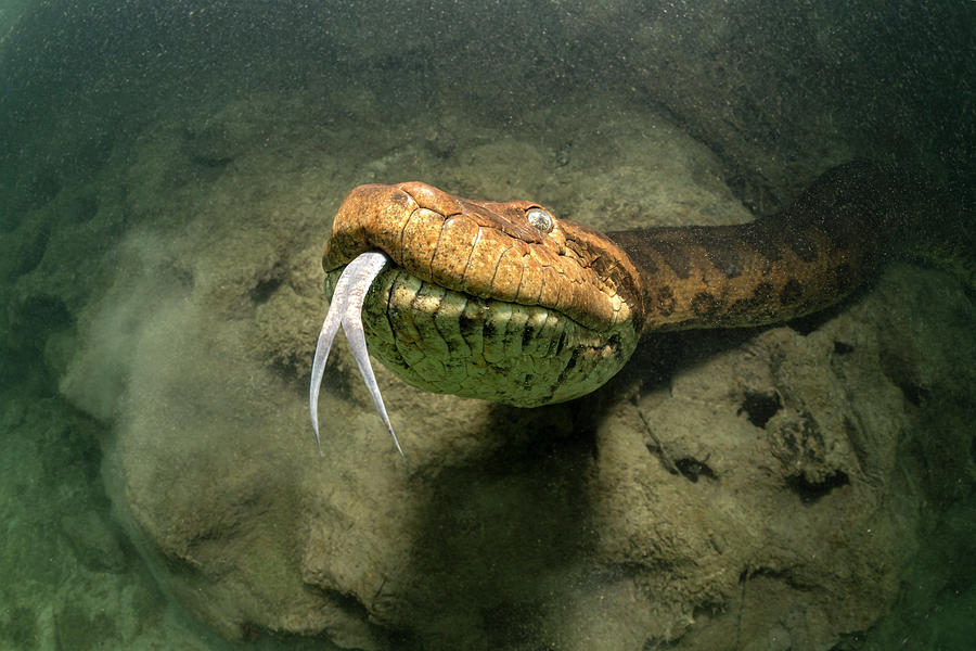 Green Anaconda Underwater Formoso River Bonito Brazil Photograph By Franco Banfi Naturepl Com