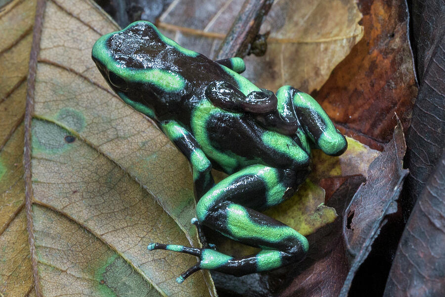 Green And Black Poison Frog Male Carrying Two Tadpoles On Photograph by Alex Hyde / Naturepl.com Green And Black Poison Frog Male Carrying Two Tadpoles On Photograph by Alex Hyde / Naturepl.com