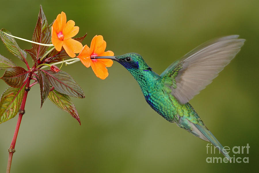 Green And Blue Hummingbird Sparkling Photograph by Ondrej Prosicky - Pixels