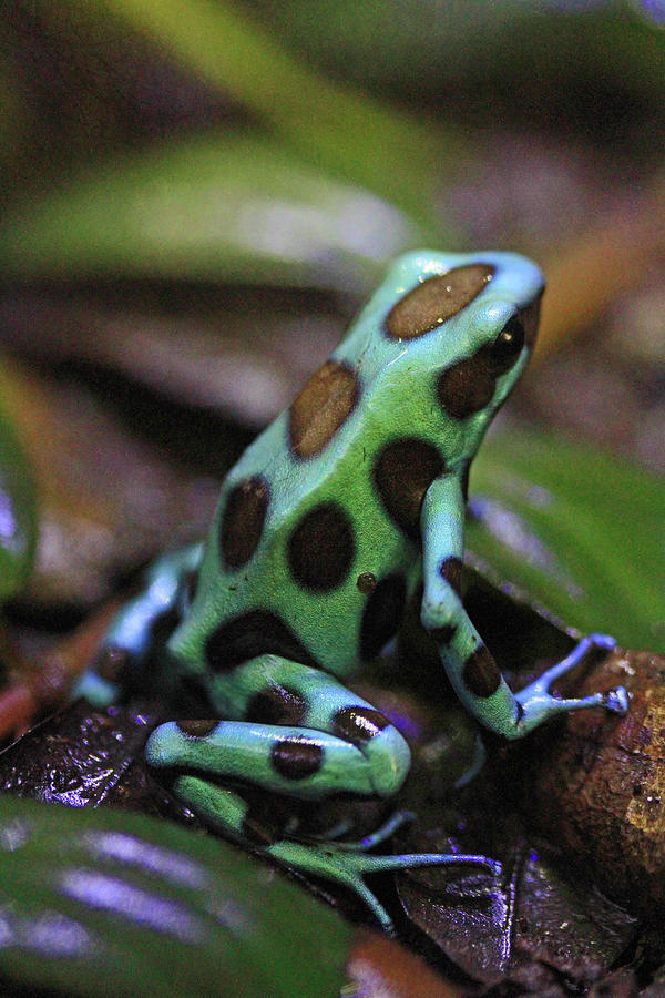 Green and Bronze Dart Frog Photograph by Shoal Hollingsworth