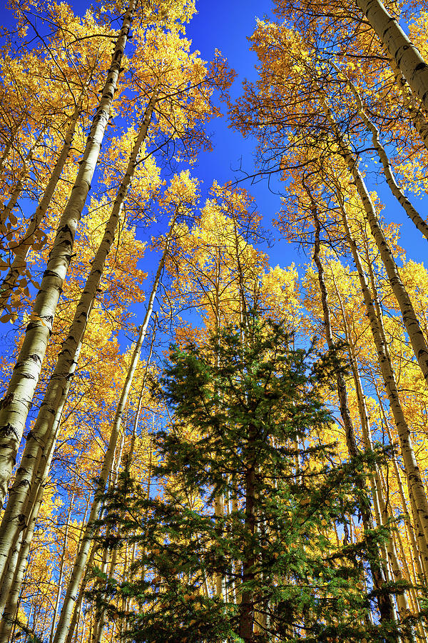 Green and Gold Photograph by Tim Stanley | Fine Art America