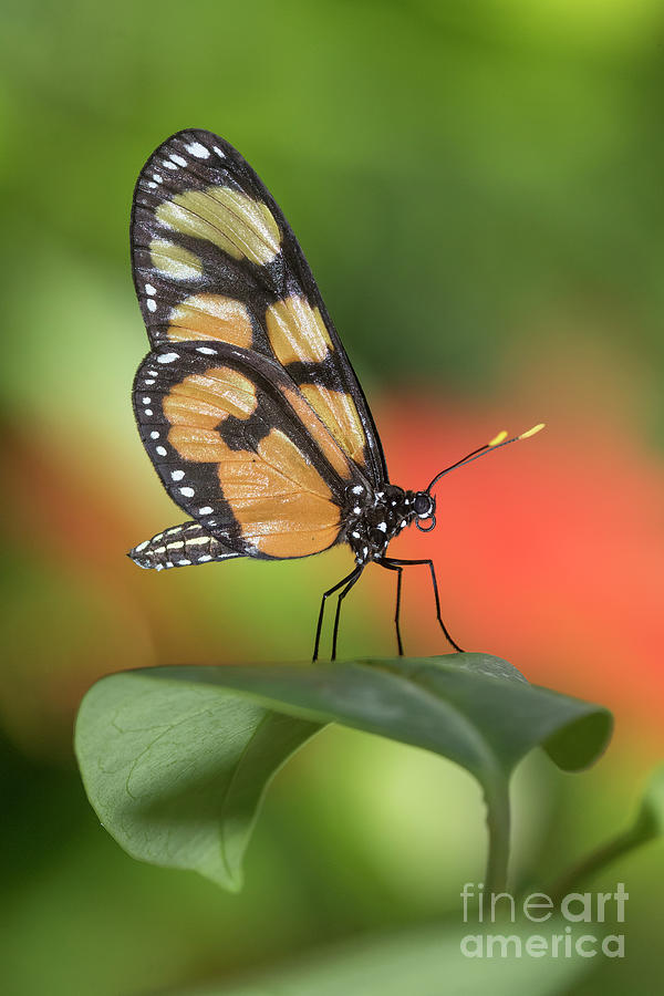 Green and Orange Butterfly  Photograph by Bryan Keil