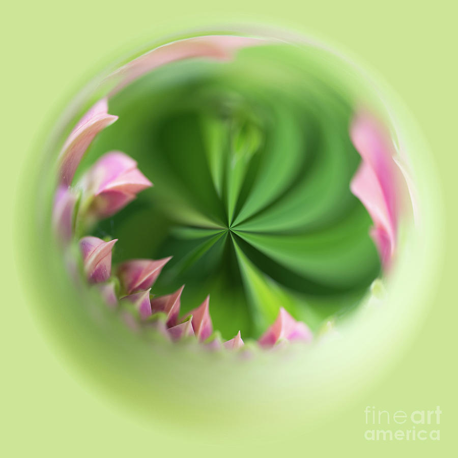 Green and pink orb image Photograph by Phillip Rubino