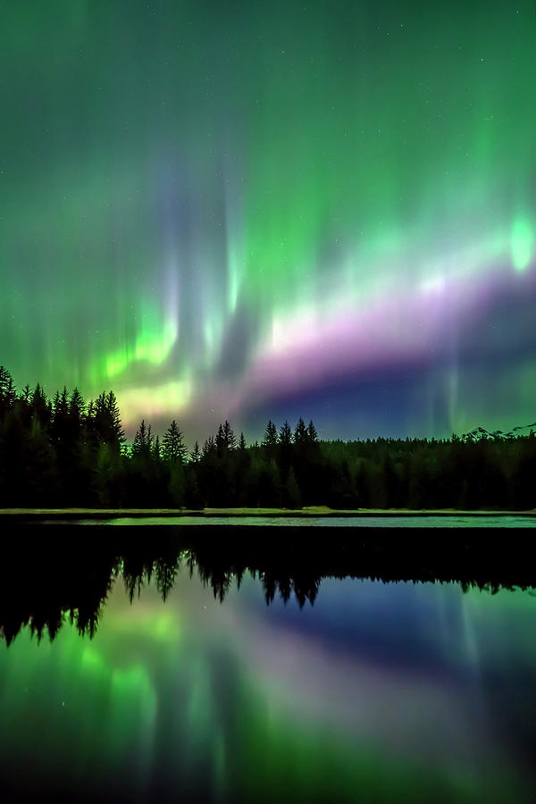 Nature Photograph - Green And Purple Northern Lights by John Hyde