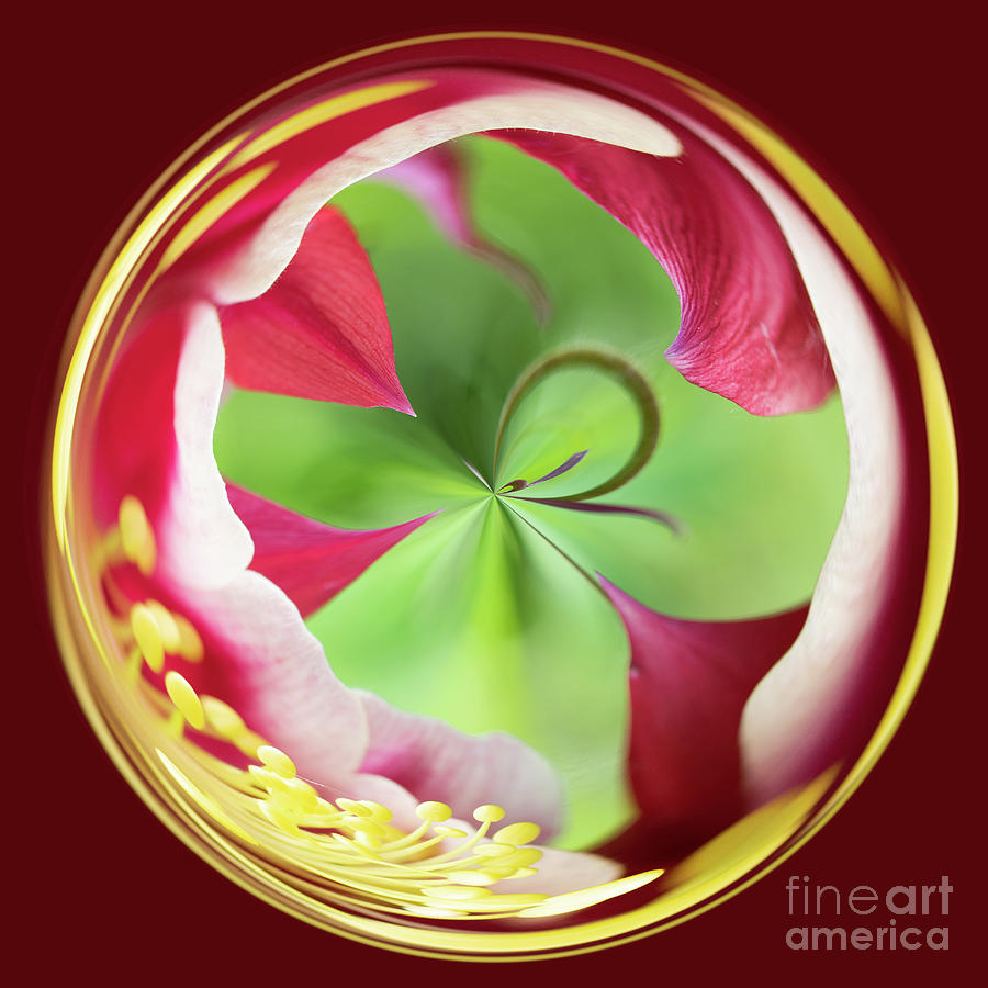 Green and red flower orb image Photograph by Phillip Rubino