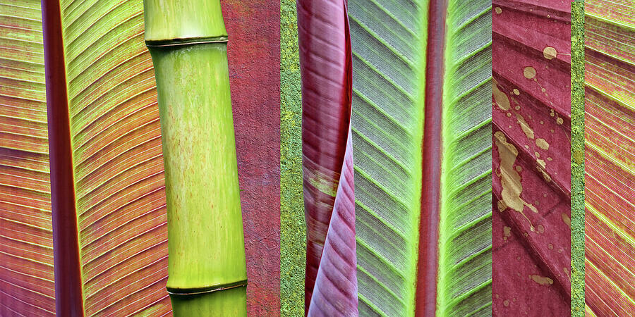 Natural Photograph - Green And Red Leaf Collage by Cora Niele Natural Photograph - Green And Red Leaf Collage by Cora Niele