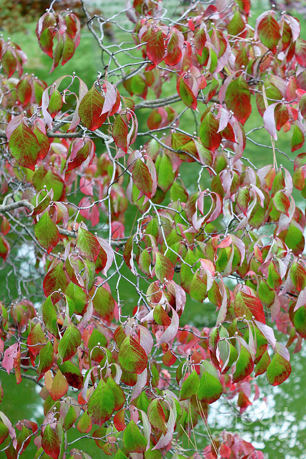 Green and Red Leaves Photograph by Carol Groenen