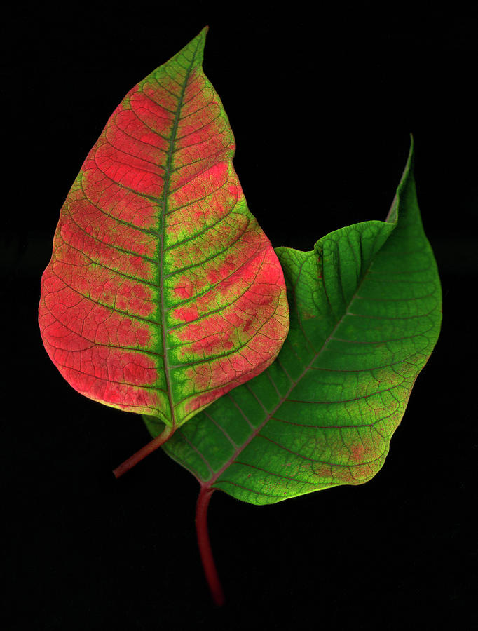Green And Red Leaves Of Poinsettia Photograph by John Grant