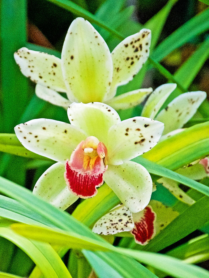 Green and Red Orchids in Botanical Garden in Balboa Park in San Diego
