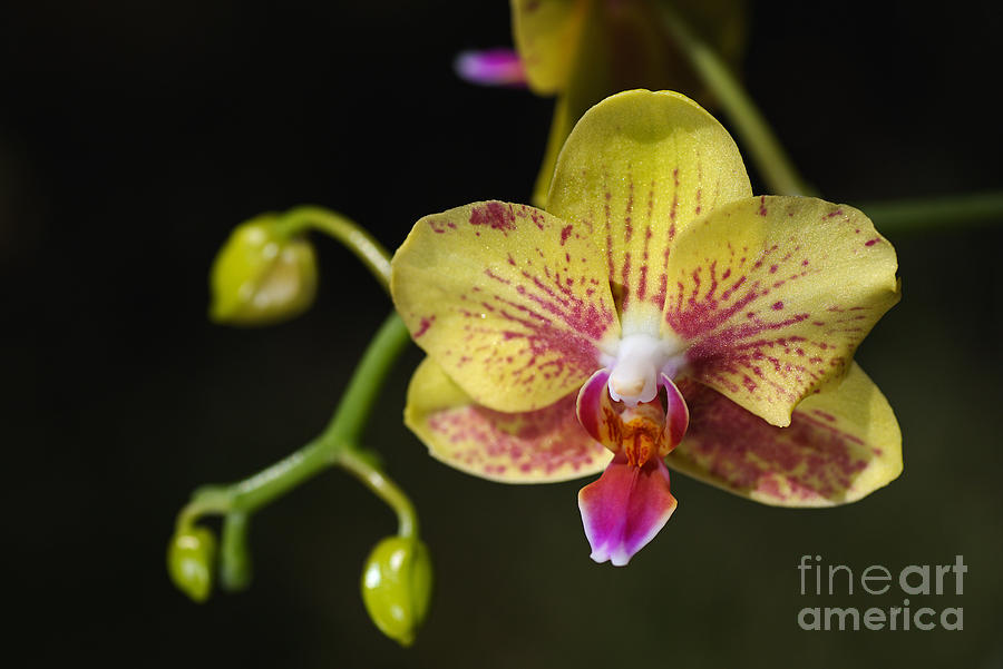 Orchid Photograph - Green and Reddish Orchid by Joy Watson