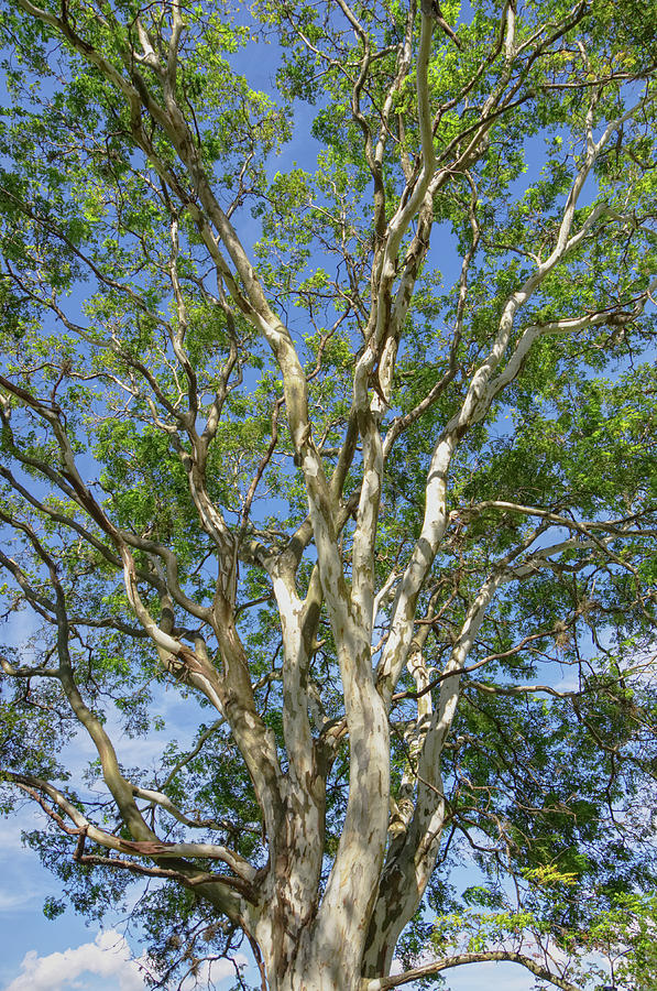 Green And White Tree With Blue Sky Photograph