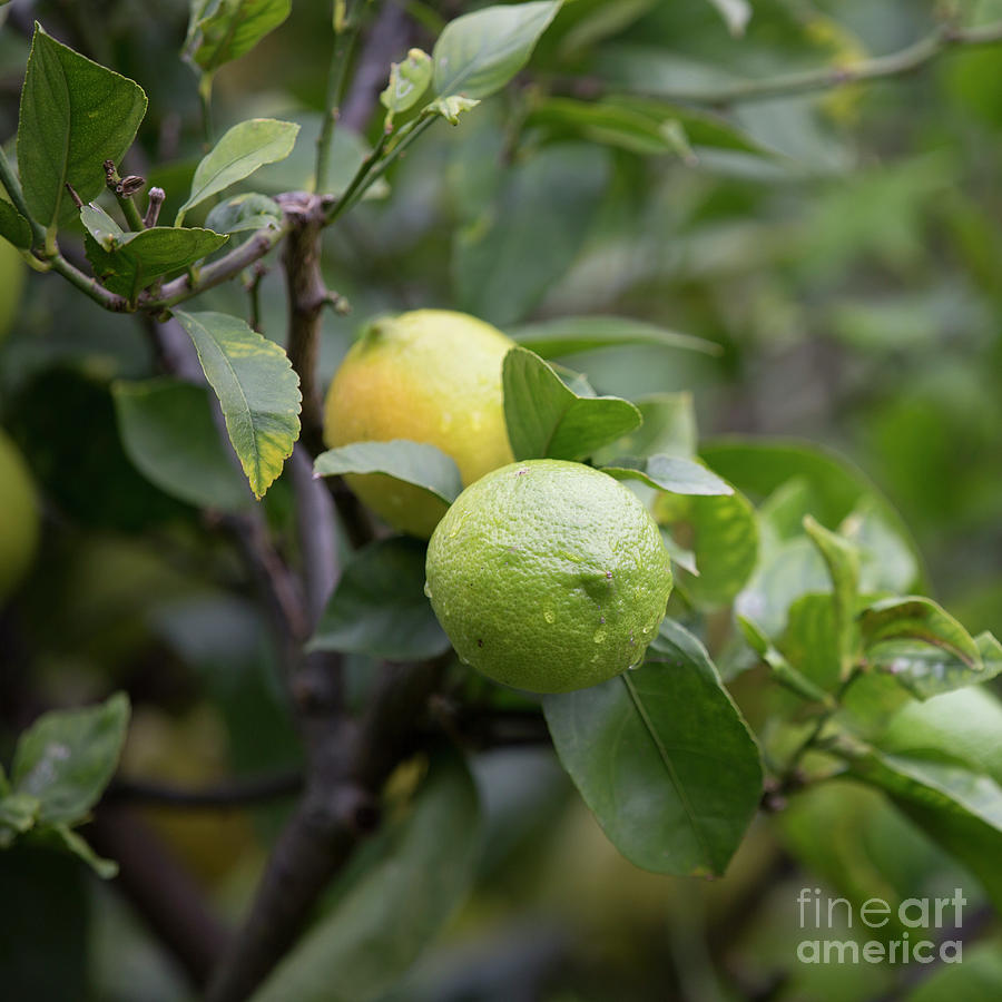Green and yellow citrus Photograph by Agnes Caruso