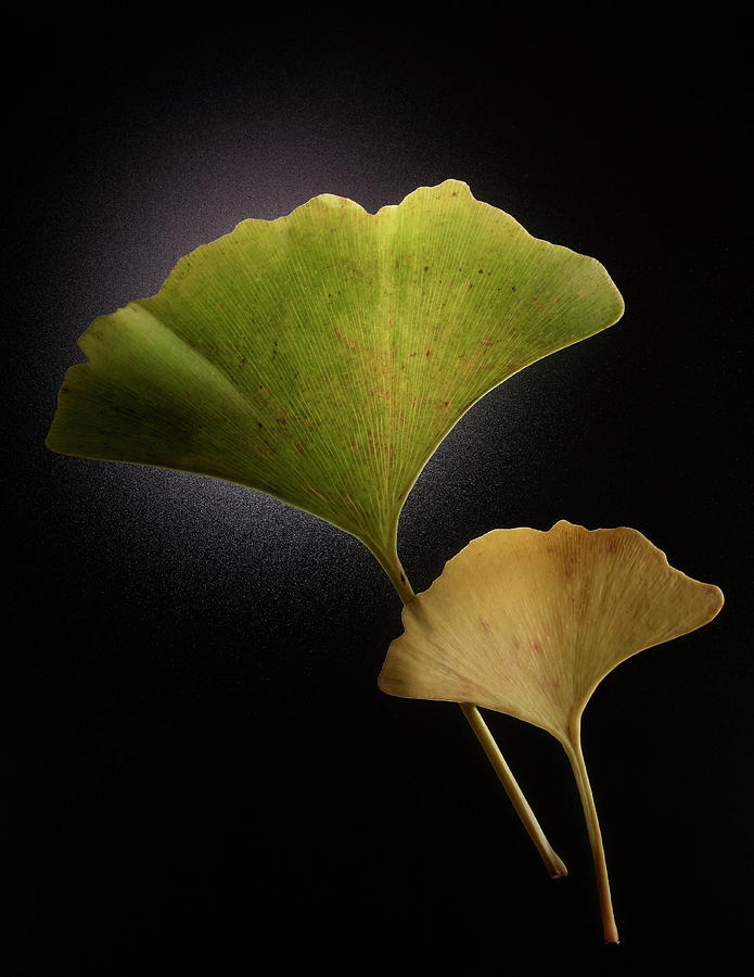 Green And Yellow Ginkgo Leaves On Black Photograph by Chris Collins