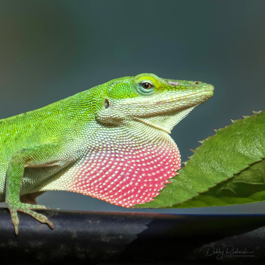Green Anole Lizard Profile Photograph by Debby Richards