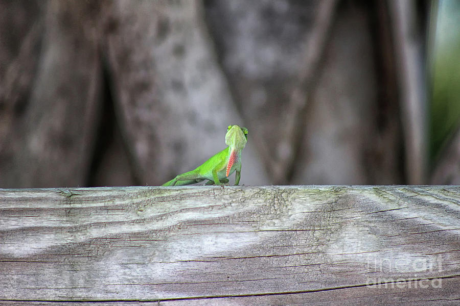 Green Anole Lizard Showing Off Photograph by Karen Adams