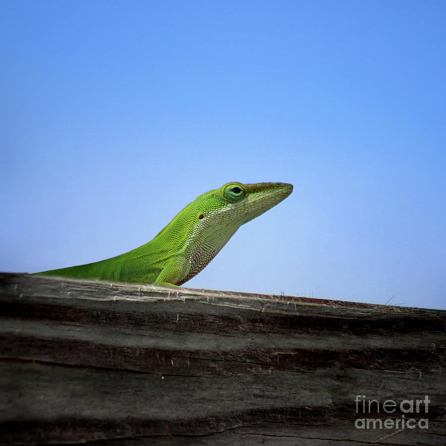Green Anole Lizard Square Photograph by Karen Adams