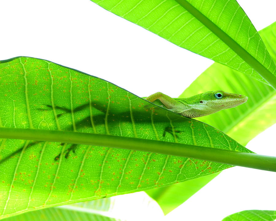 Green Anole On Leaf With Silhouette Photograph by Joseph Connors