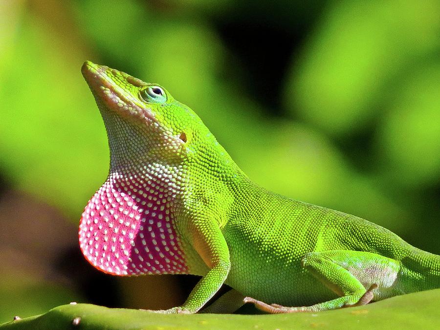 Green Anole Photograph by Roy Morsch - Fine Art America