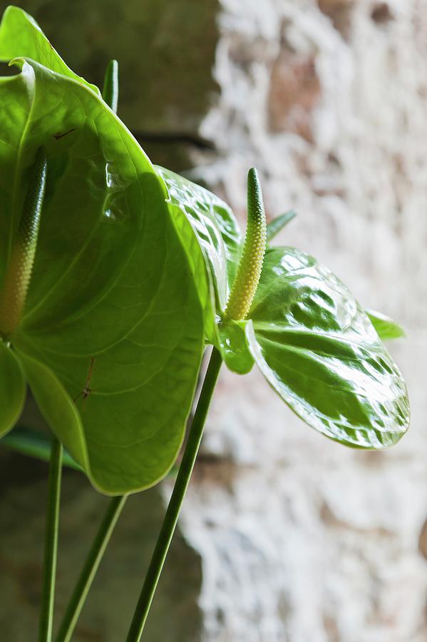 Green Anthurium Photograph by Anthony Lanneretonne