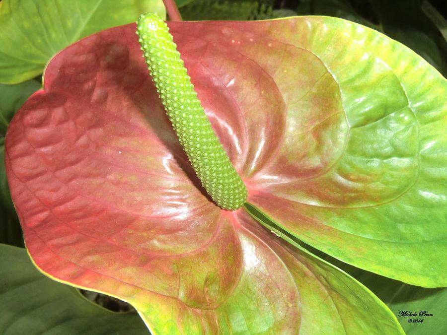 Green Anthurium Glory Photograph by Michele Penn