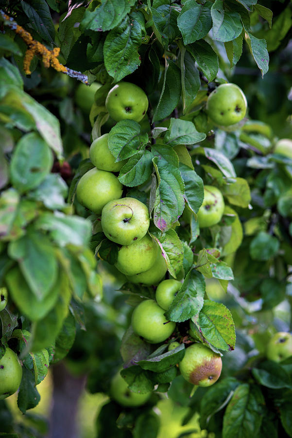 Green Apples In A Tree Photograph by Irina Meliukh