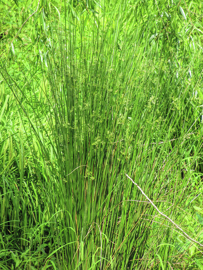 Green as Swamp Grass Photograph by Kathy Clark