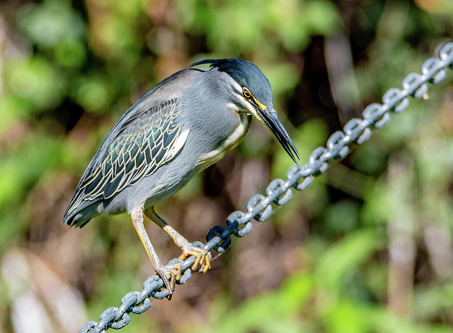 Green Backed Heron Photograph by Marcy Wielfaert