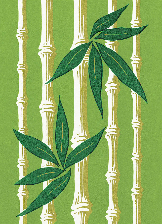Summer Drawing - Green Bamboo by CSA Images