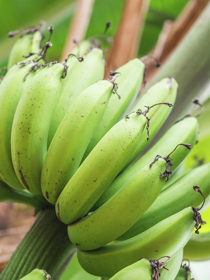 Green Bananas Growing In Tanzania, Africa close-up Photograph by Magdalena Paluchowska