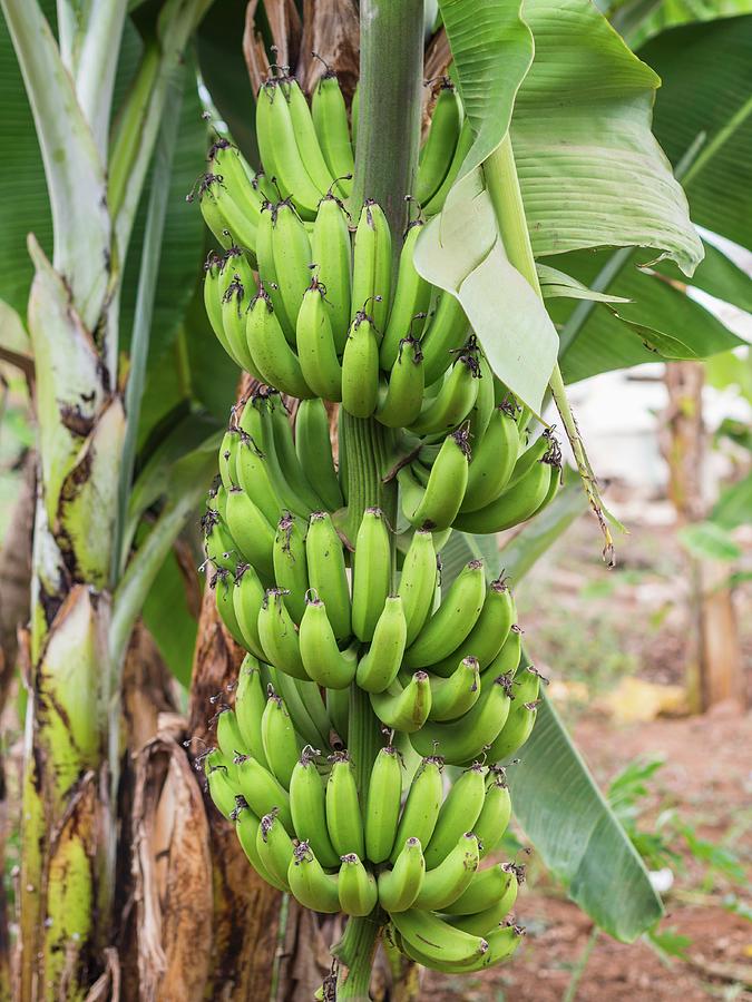 Green Bananas Growing In Tanzania, Africa Photograph by Magdalena Paluchowska