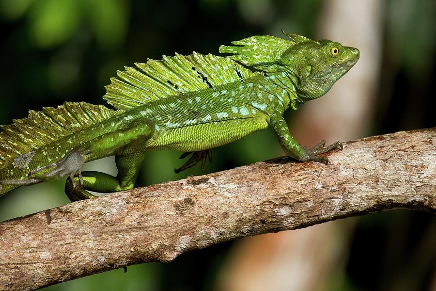 Green Basilisk Or Double Crested Photograph by Eduardo Grund - Fine Art ...