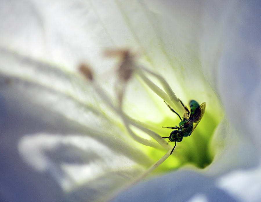 Green Bee Datura Daydream Photograph by Jonathan Thompson