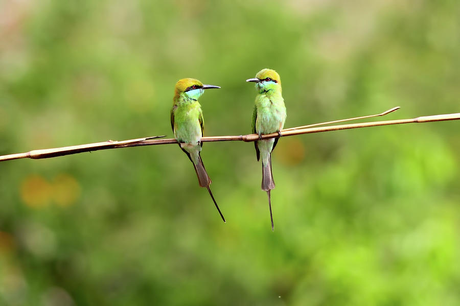 Bird Photograph - Green Bee Eater Couple by Munish Kaushik Photography