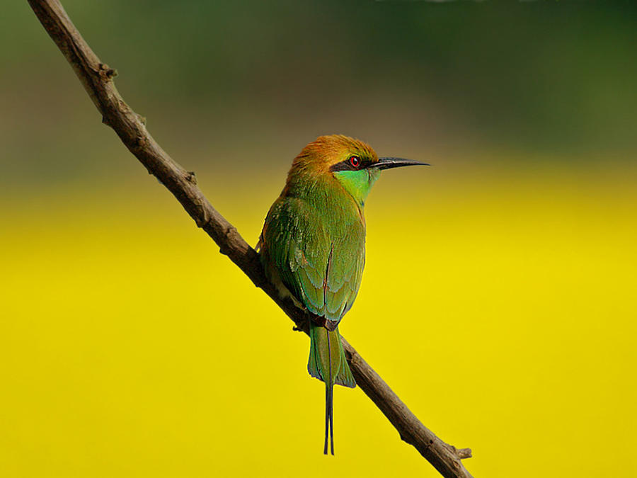 Green Bee Eater Photograph by Photo By Tanvir Ibna Shafi