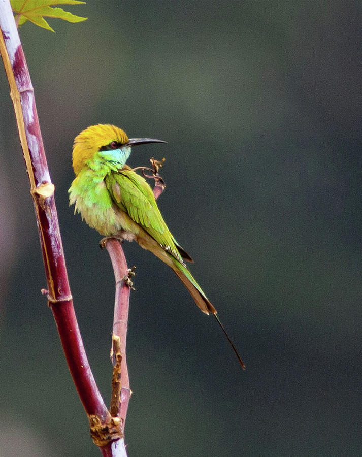 Green Bee-eater Photograph by Sushil Kumar Katre